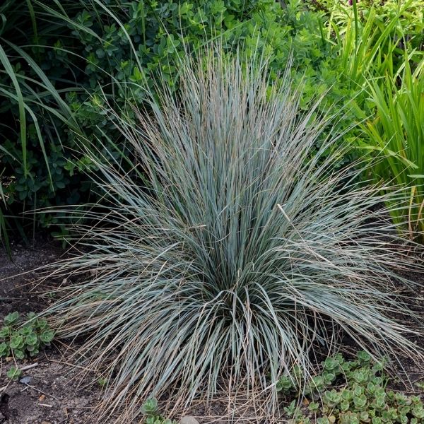 Sapphire Blue Oat Grass - Nature Hills Nursery - #5 Container - 