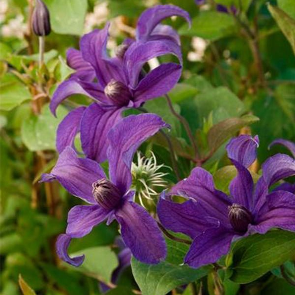Sapphire Indigo&trade; Clematis - Nature Hills Nursery - #1 Container - 