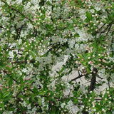 Sargent Crabapple Tree