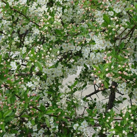 Deciduous foliage of Sargent Flowering Crabapple Tree (Malus sargentii) in a garden setting.