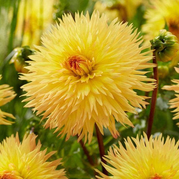Sassafras Dahlia - Nature Hills Nursery - 5 Pack Bulbs - 