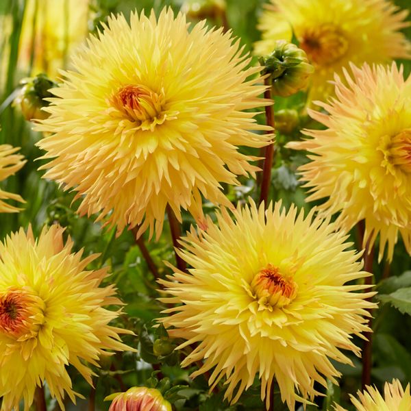 Sassafras Dahlia - Nature Hills Nursery - 5 Pack Bulbs - 
