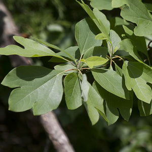 Close-up of green, yellow sassafras flowers on Sassafras Tree blooming in early spring.