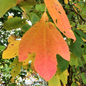 Sassafras Tree (Sassafras variifolium) growing in a garden landscape, showing mature tree form.