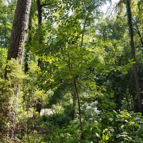 Sassafras Tree (Sassafras variifolium), a tree featuring green, yellow flowers and irregular, multi-stemmed form.
