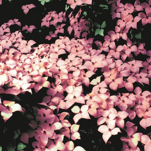 Close-up of pink cornus flowers on Satomi Dogwood Tree blooming in late spring.
