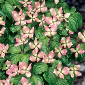 Deciduous foliage of Satomi Dogwood Tree (Cornus kousa 'Satomi') in a garden setting.