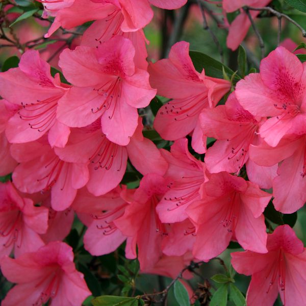 Satsuki Azalea Flowers