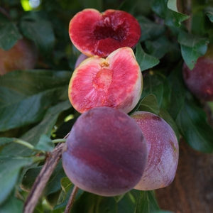 Satsuma Plum Tree - Nature Hills Nursery - Paper Pot 4 - 5 Feet - 