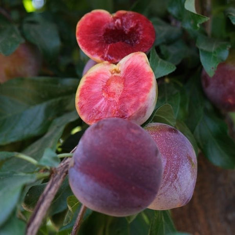 Satsuma Plum Tree - Nature Hills Nursery - Paper Pot 4 - 5 Feet - 