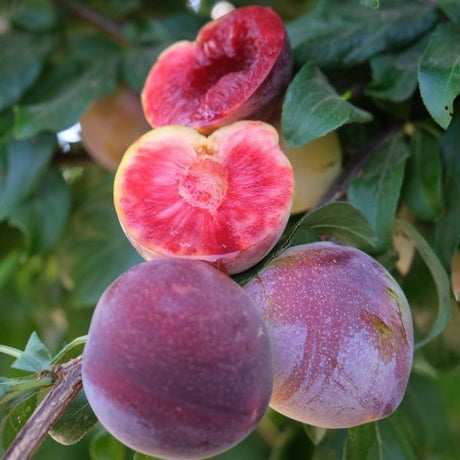 Satsuma Plum Tree - Nature Hills Nursery - Paper Pot 4 - 5 Feet - 