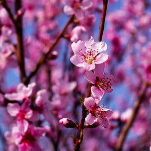 Saturn Donut Peach Tree - Nature Hills Nursery - 3 - 4 Feet Bareroot - 
