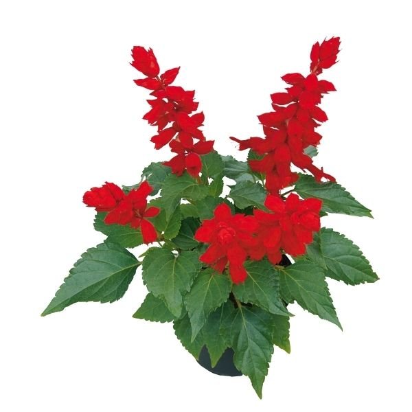 Saucy&trade; Red Salvia - Nature Hills Nursery - Quart Container - 