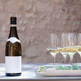 Sauvignon Blanc Grape - Nature Hills Nursery - Bareroot - 