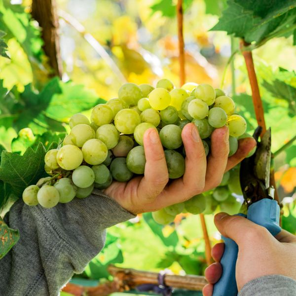 Sauvignon Blanc Grape - Nature Hills Nursery - Bareroot - 
