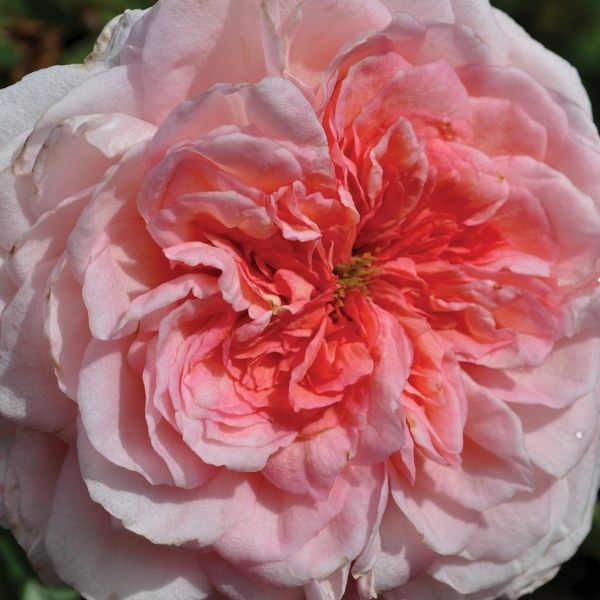 Savannah Sunbelt&reg; Hybrid Tea Rose - Nature Hills Nursery - #3 Container - 