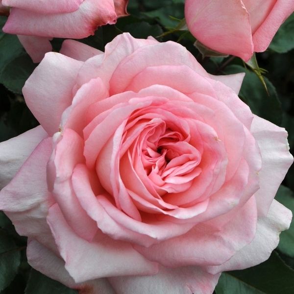 Savannah Sunbelt&reg; Hybrid Tea Rose - Nature Hills Nursery - #3 Container - 