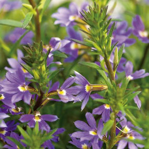 Scaevola Whirlwind Blue Fan Flower