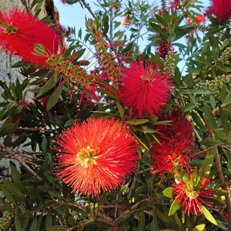 Scarlet Bottlebrush - Nature Hills Nursery - #1 Container - 