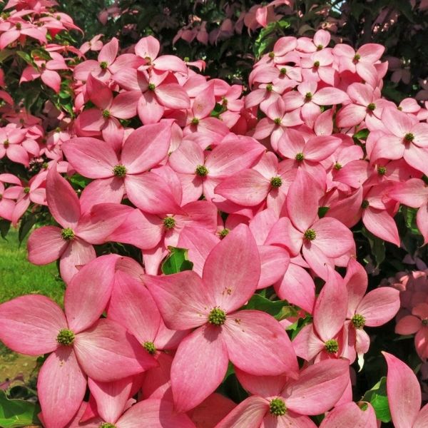 Scarlet Fire® Rutgers Japanese Dogwood | NatureHills.com Scarlet Fire® Rutgers Japanese Dogwood | NatureHills.com