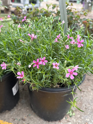 Scarlet Flame Creeping Phlox displays vibrant pink five-petaled flowers with red centers above needle-like green foliage in a nursery container.