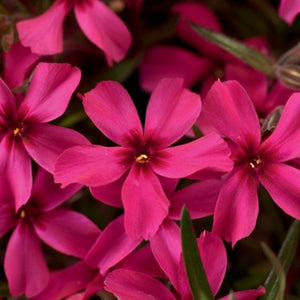 Scarlet Flame Creeping Phlox (Phlox subulata 'Scarlet Flame'), a perennial featuring red, pink flowers and perennial.