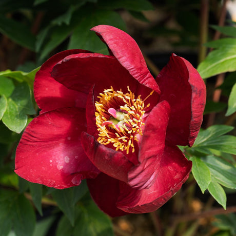 Scarlet Heaven Itoh Peony (Paeonia 'Scarlet Heaven') displaying a vivid scarlet-red single bloom with bright yellow stamens set against fresh green foliage in nursery lighting.
