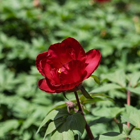 Single scarlet-red blossom of Scarlet Heaven Itoh Peony (Paeonia 'Scarlet Heaven') standing out against a lush green foliage backdrop in spring sunlight.