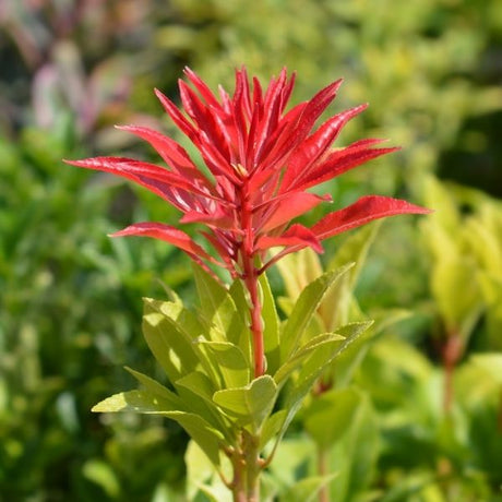Scarlet O'Hara Pieris - Nature Hills Nursery - #6 Container 2 Pack - 