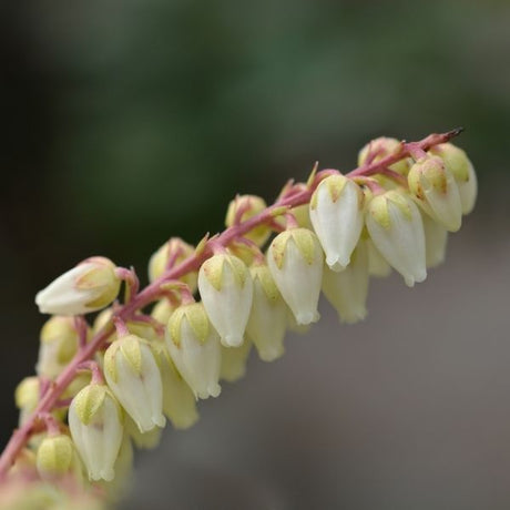 Scarlet O'Hara Pieris - Nature Hills Nursery - #6 Container 2 Pack - 