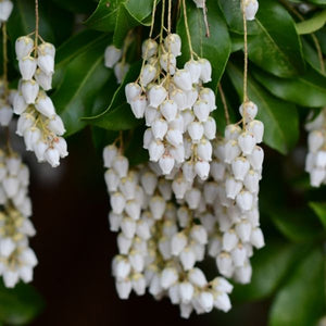 Scarlet O'Hara Pieris - Nature Hills Nursery - #6 Container 2 Pack - 