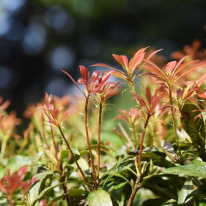 Scarlet O'Hara Pieris - Nature Hills Nursery - #6 Container 2 Pack - 