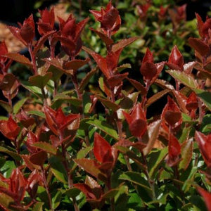 Scarlet Ovation Evergreen Huckleberry Bush - Nature Hills Nursery - #1 Container - 