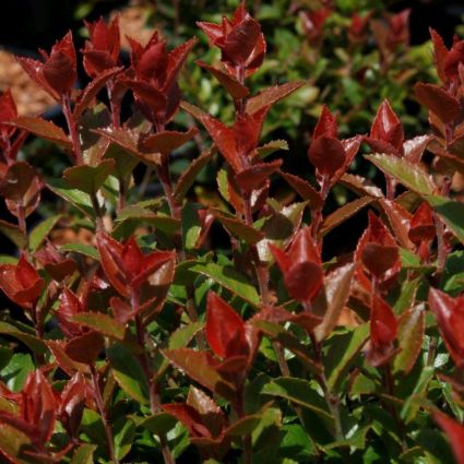 Scarlet Ovation Evergreen Huckleberry Bush - Nature Hills Nursery - #1 Container - 
