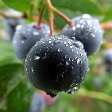Scarlet Ovation Evergreen Huckleberry Bush - Nature Hills Nursery - #1 Container - 