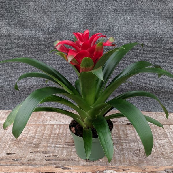 Scarlet Star Bromeliad - Nature Hills Nursery - 6 Inch Container - 
