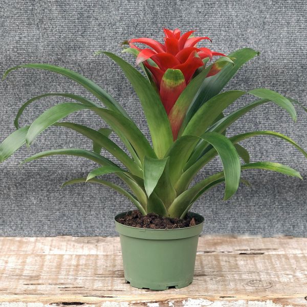 Scarlet Star Bromeliad - Nature Hills Nursery - 6 Inch Container - 