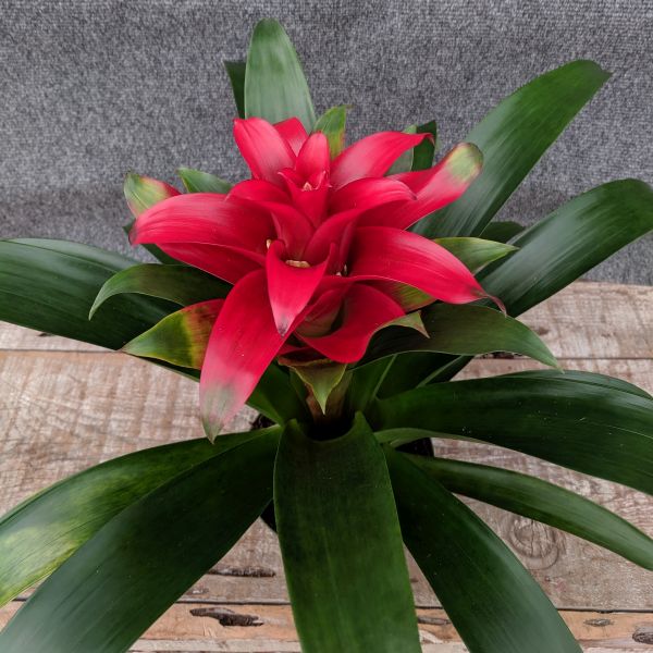 Scarlet Star Bromeliad - Nature Hills Nursery - 6 Inch Container - 