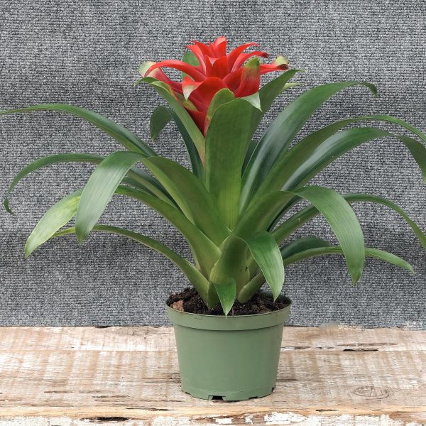 Scarlet Star Bromeliad - Nature Hills Nursery - 6 Inch Container - 