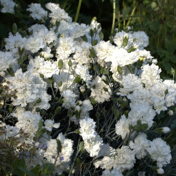 Scent First&reg; Memories Dianthus - Nature Hills Nursery - #1 Container 2 Pack - 