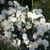 Scent First&reg; Memories Dianthus - Nature Hills Nursery - #1 Container 2 Pack - 