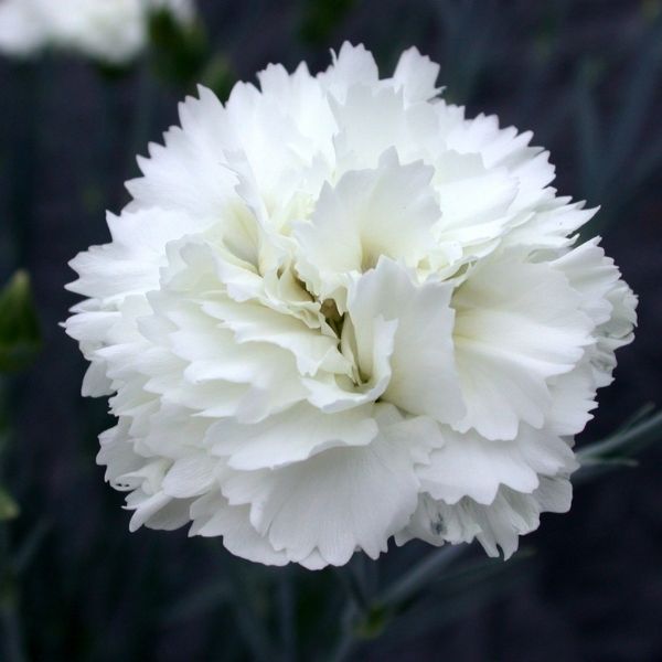 Scent First&reg; Memories Dianthus - Nature Hills Nursery - #1 Container 2 Pack - 