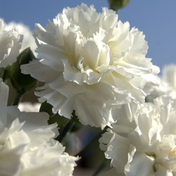 Scent First&reg; Memories Dianthus - Nature Hills Nursery - #1 Container 2 Pack - 