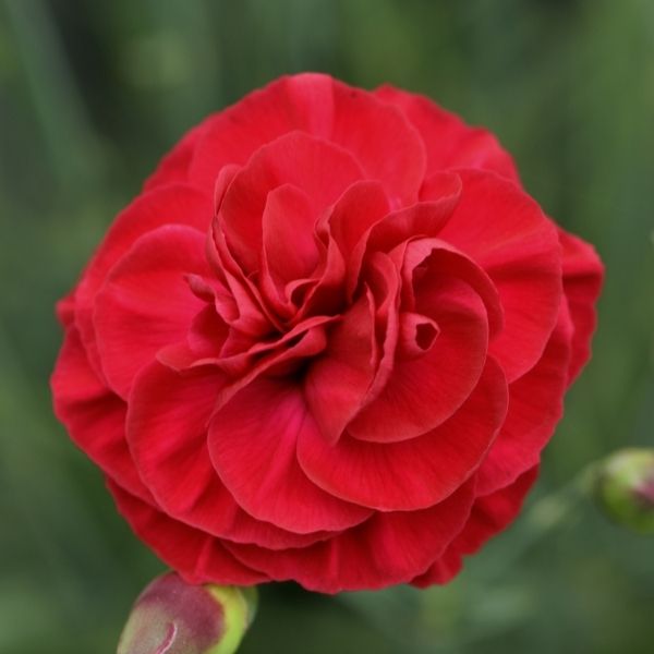 Scent First&reg; Passion Dianthus - Nature Hills Nursery - #1 Container 2 Pack - 