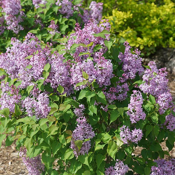 Close-up of purple syringa flowers on Scentara Pura® Lilac blooming in early spring to late spring.