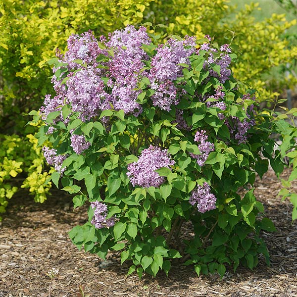 Deciduous foliage of Scentara Pura® Lilac (Syringa x hyacinthiflora 'SMNSHSO') in a garden setting.