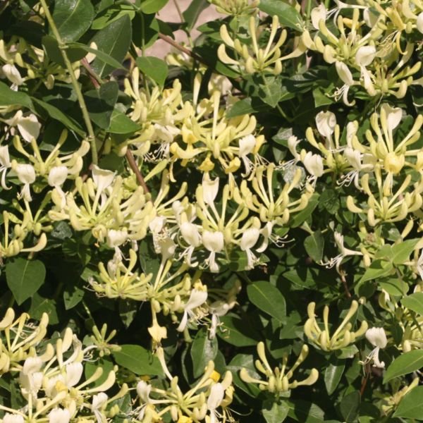 Proven Winners Scentsation Honeysuckle Vine - Thumbnail 2