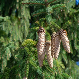 Schrenk's Spruce Tree