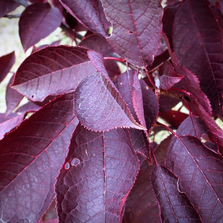 Schubert Chokecherry - Tree - Nature Hills Nursery - 3 Container 4 - 5 Feet - 