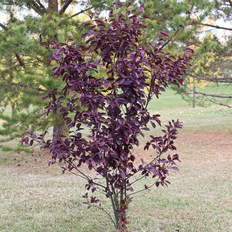 Schubert Chokecherry - Tree - Nature Hills Nursery - 3 Container 4 - 5 Feet - 